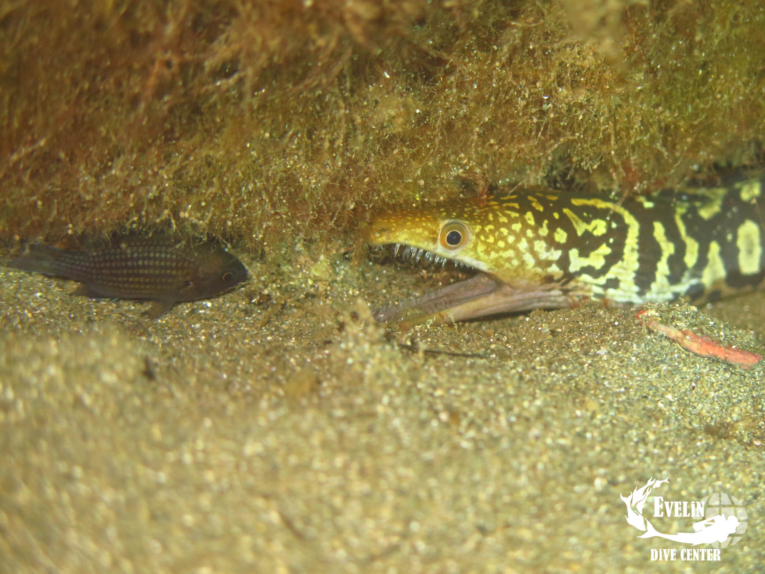 🤿Night Diving