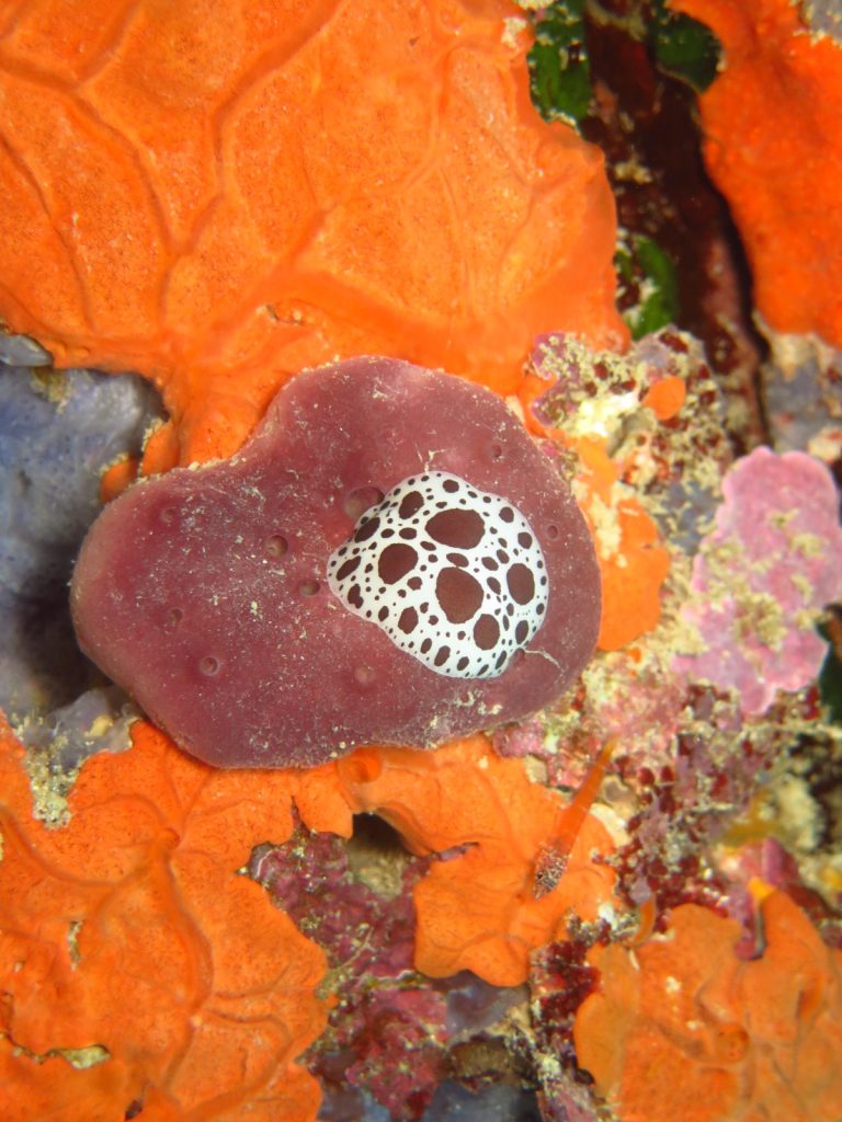 Site de plongée: Zebra Garden (Côte Nord- Georgioupolis)