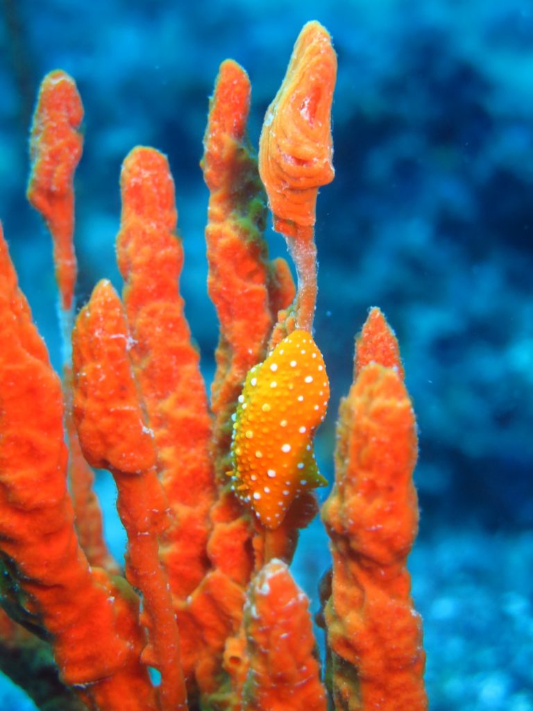 Site de plongée: Nudies Cliff (Côte Nord- Georgioupolis)